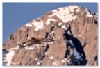 Aquila Reale in libertà Aquila Reale in libertà
