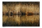 riflesso riflesso