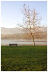 Albero al tramonto Albero al tramonto