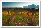 Vigne Autunnali