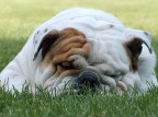 Bullo 2 Bullo 2