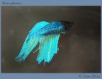 Betta Splendens