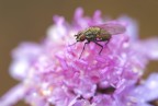 semplice mosca semplice mosca