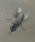 mosca da sotto