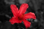 FIORE SICULO FIORE SICULO