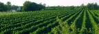 Panorama di...vino Panorama di...vino