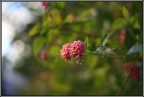 Fiori... Fiori...