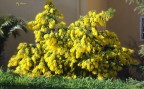 Mimosa 2007 Mimosa 2007