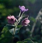 scanner 343  hsselblad tubo 56 150mm