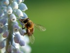 Winter Bee Winter Bee