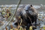 Nutria
