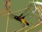 libellula in volo