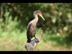 cormorano perplesso cormorano perplesso