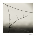 Winter Shrubs, Calcinaia, Italy, 2006. Nr.02