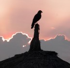 solitario al tramonto