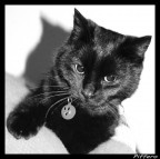 Vi presento Pif... o Piffero per gli amici