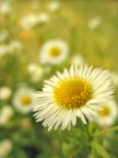 Fiore Fiore