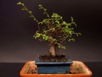 bonsai2 bonsai2