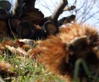 Autunno Autunno