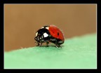 Seconda Macro Seconda Macro
