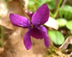 eccomi qui..bello come un fiore eccomi qui..bello come un fiore