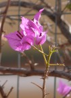 bouganville