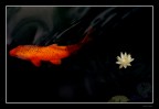 Red carpa Red carpa