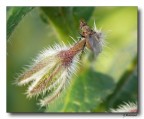 Natura Natura