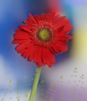 un fiore casalingo un fiore casalingo