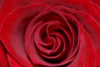 Rosa Rosa