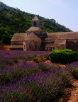 Lavanda Lavanda