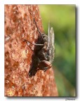 Mosca 5