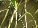 libellula azzurra