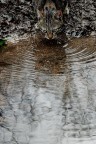 clyde clyde