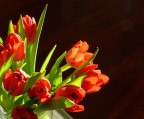 tulipani tulipani