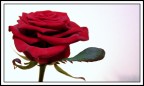 Rose #5