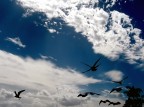 volando basso volando basso