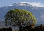 .: .04 euforbia arborea :. .: .04 euforbia arborea :.
