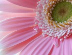La stessa Gerbera che ho pubblicato alcuni giorni fa, ma fotografata con un altro taglio.
Quale vi piace di pi�?
L'altra versione � nella mia galleria.