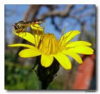 Yellow Yellow