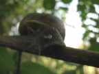 lumaca lumaca