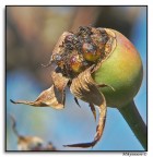 � una delle mie prime macro...
spero sia accettabile!