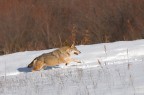 lupo appenninico lupo appenninico