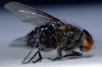 prova mosca prova mosca
