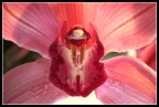 Orchidee per Orchidea #3 Orchidee per Orchidea #3