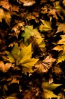 leaves leaves