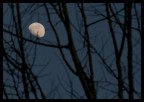 Luna tra le fronde Luna tra le fronde