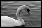 Cigno #1 B&amp;w