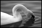 Cigno #2 B&amp;w