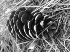 Naturalmente Luce Naturalmente Luce